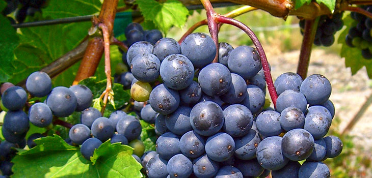 Study: Grapes Could Help With OA