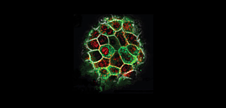 FDA Scientists Studying Stem Cells