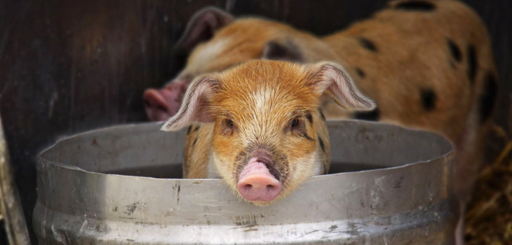 Pig Bladder Cells Help Build Muscle