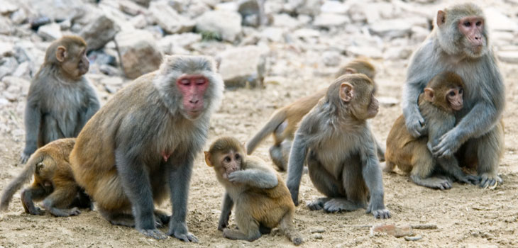 Success in Monkeys: Pluripotent Stem Cells