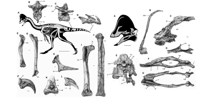 Dinosaurs Broke Their Bones Too