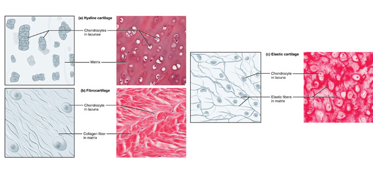 Lab Bio-Prints Living Human Cartilage