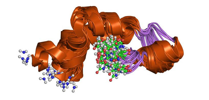 Orexins Suggest Possible Treatment for Osteoporosis