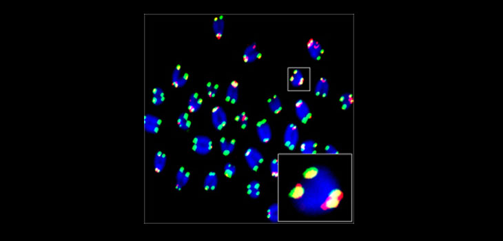 Stem Cell Biomarkers Identified