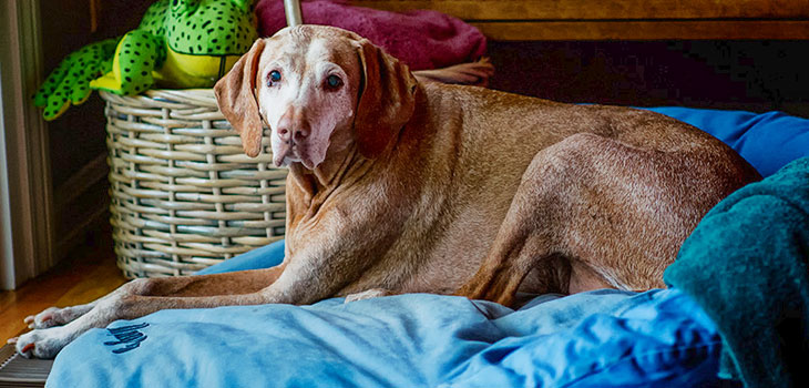 Stem Cells Going to the Dogs