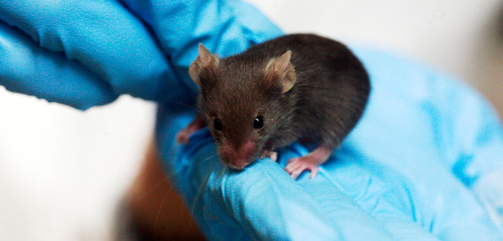 RA Cured in Mice!