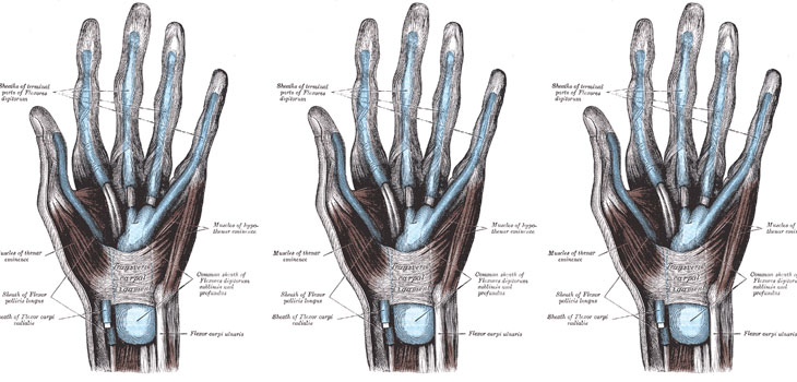 Eureka! Old Tendons Have Protein Issues