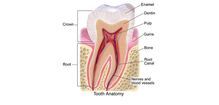 Tooth Stem Cells Have Nervous System Origin