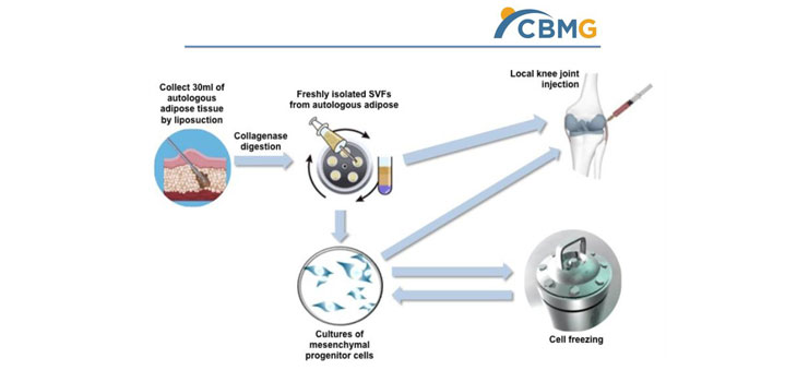 Stem Cell Phase IIb Trial Completed