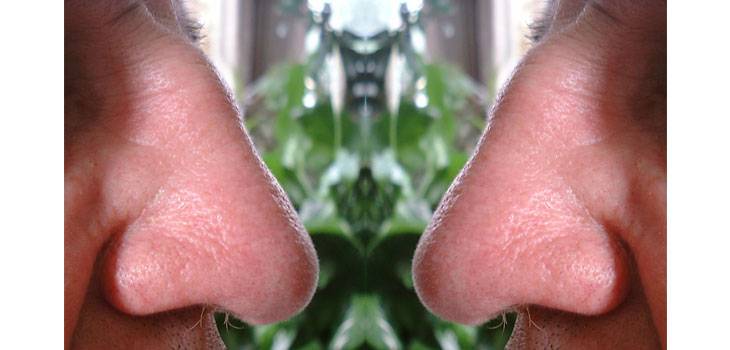 Nasal Cells Grow Cartilage in Knees