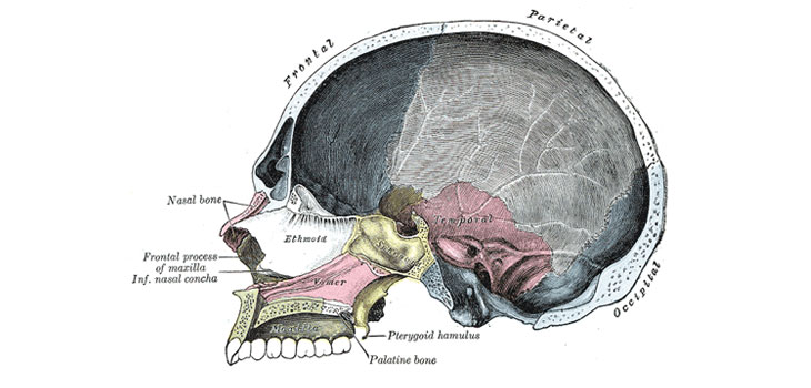 Surgeons Practice on 3-D Printed Skull