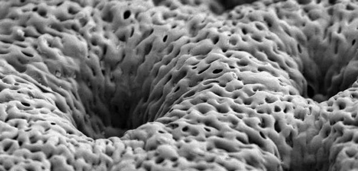 MIT Engineers Marry Polymers with Growth Factors
