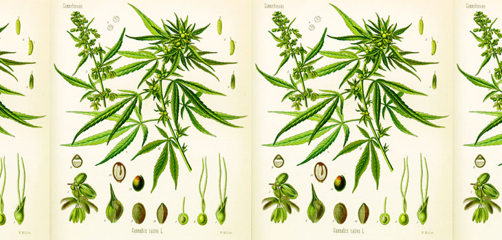 Getting Physicians Comfortable Prescribing Marijuana