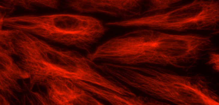 Biotech Firm Licenses Stem Cell Re-Programming Technology
