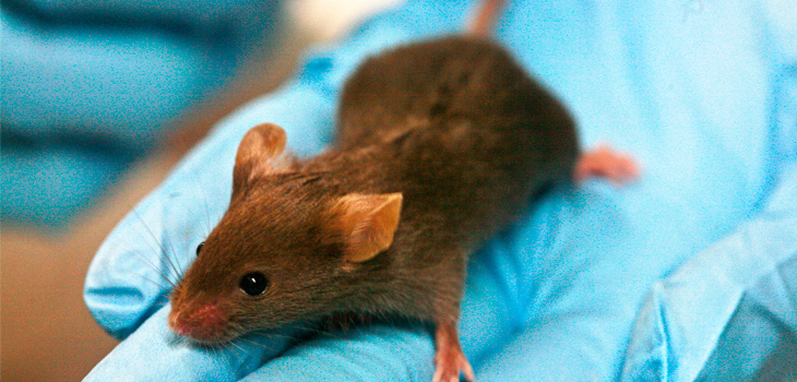 Broken Bones in Infant Mice Realign Spontaneously