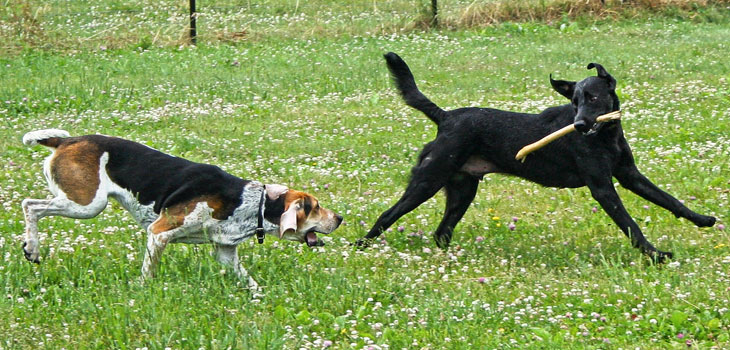 Dogs Cured of Arthritis Pain With Plants, Supplements
