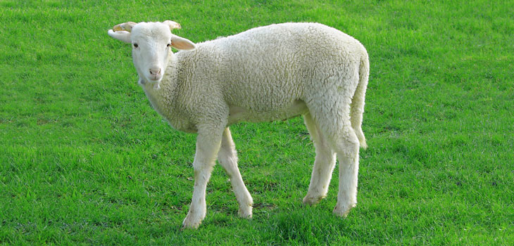 Researchers Grow Meniscus in Sheep’s Knees