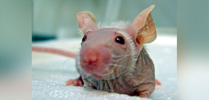 Stem Cells Grow Hair on Mice