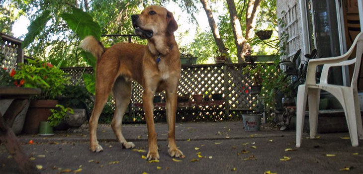 Orthopedics and Veterinary Medicine Unite for New Patent