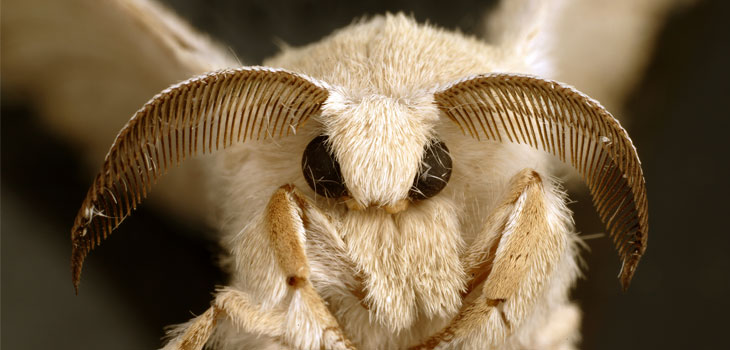 Moth Creates Novel Peptide for Spine Fusion