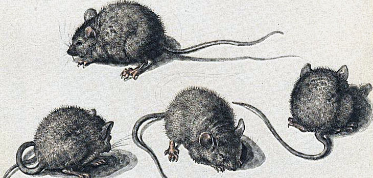 Crippled Mice Walk in Swiss Lab Experiments