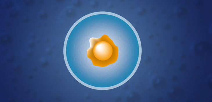 Bone and Cartilage Creating Cell Discovered