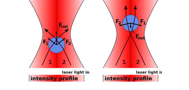 Optical “Tweezers” Squeeze Stem Cells to Initiate Change