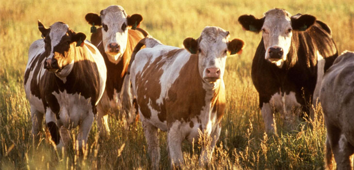 Human Stress Test Useful on Cattle