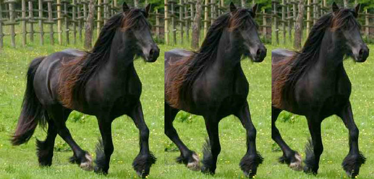 Horses & Humans Cartilage Test Subjects