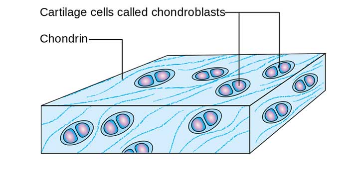 Iowa Research Focused on Cartilage Repair