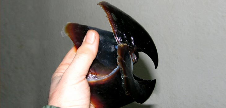 Squid Beaks Source for Next Generation Joints
