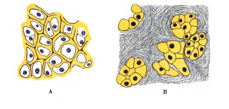 Cartilage Repairing Stem Cells Identified