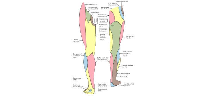Austrian Surgeon Adds Feeling to Prosthetic Leg