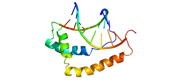 Found! Regulatory “Blueprint” for Chondrocytes