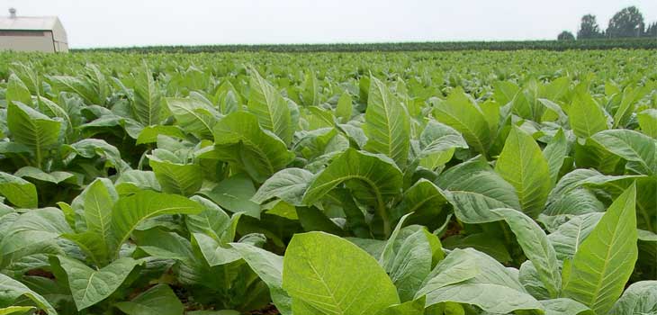 Tobacco Derived Human Collagen for Orthopedics