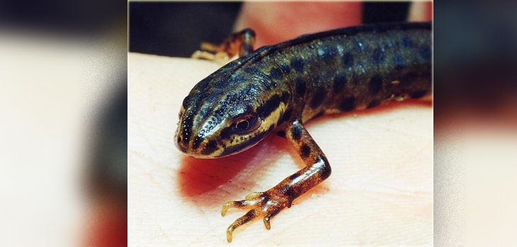 Look to the Newt – Consider Its Ways and Be Wise
