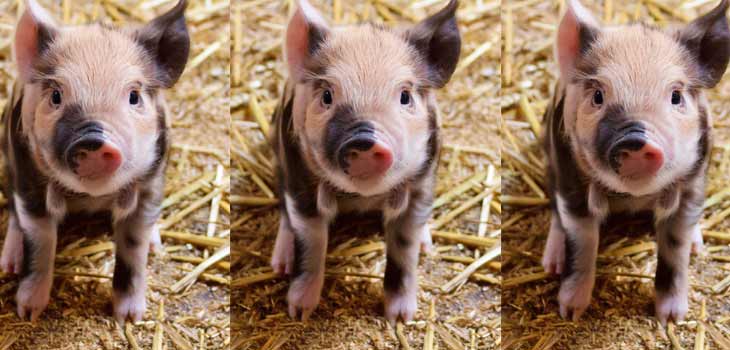 Stem Cells Regrow Cartilage in Study Pigs