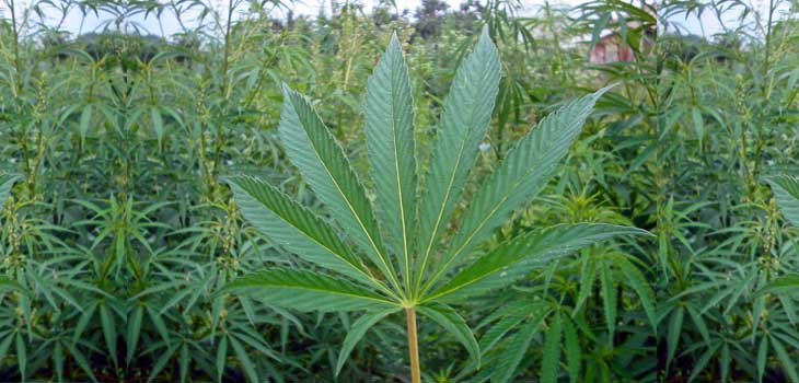 Marijuana Helps Heal Bones Faster