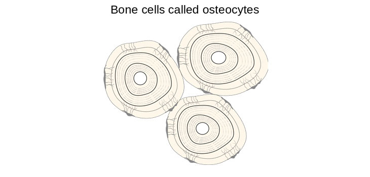 Bone Fracture Study Passes Safety Check