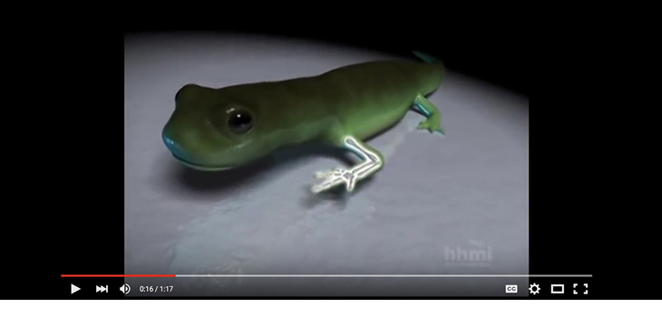 Rothman Institute Working on Limb Growth // Chris Bono, M.D. Details His Plans for NASS // and More!