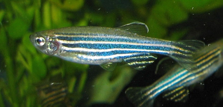 Zebrafish Aiding in Understanding of Spinal Cord Injury