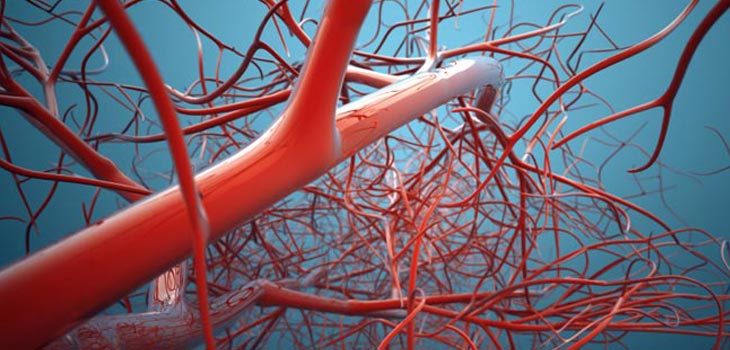 Chinese 3D Print Blood Vessels