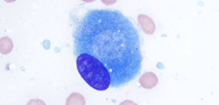 Researchers Turn Mesenchymal Stem Cells Into Osteoblasts