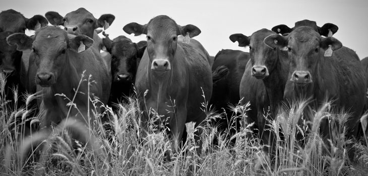 Cow Knee Joint Cells Aid in Growing Cartilage