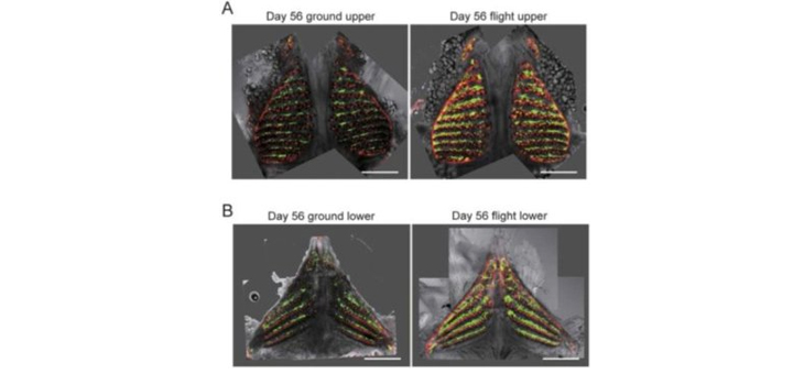 Fish in Space…and Bone Loss