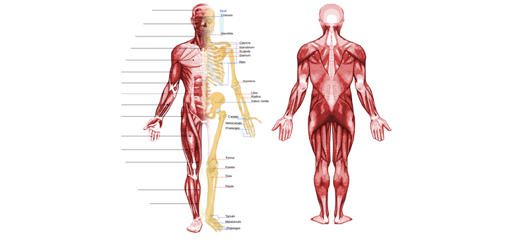 One in Two Adults Affected by Musculoskeletal Condition