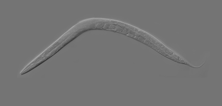Cell Regeneration in Roundworm Elucidates Human Nervous System