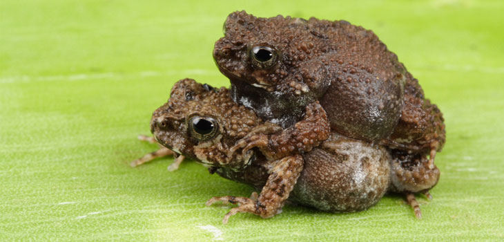 Frogs Prevent Infection?!