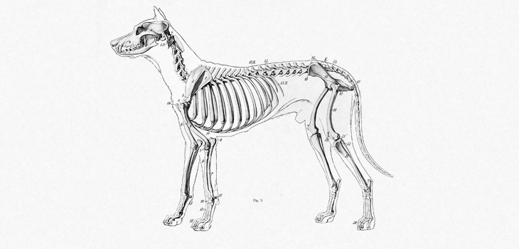 Nanoparticle Drug Delivery in Dogs With Osteosarcoma