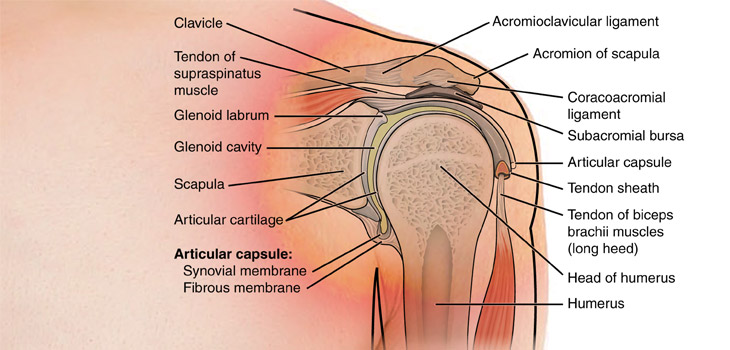 Shoulder Cartilage Biochemically Weaker Than Knee or Ankle Cartilage; Wrist Fractures Could Portend Falls; Immunotherapy Lowers Cardiovascular Risk in RA patients
